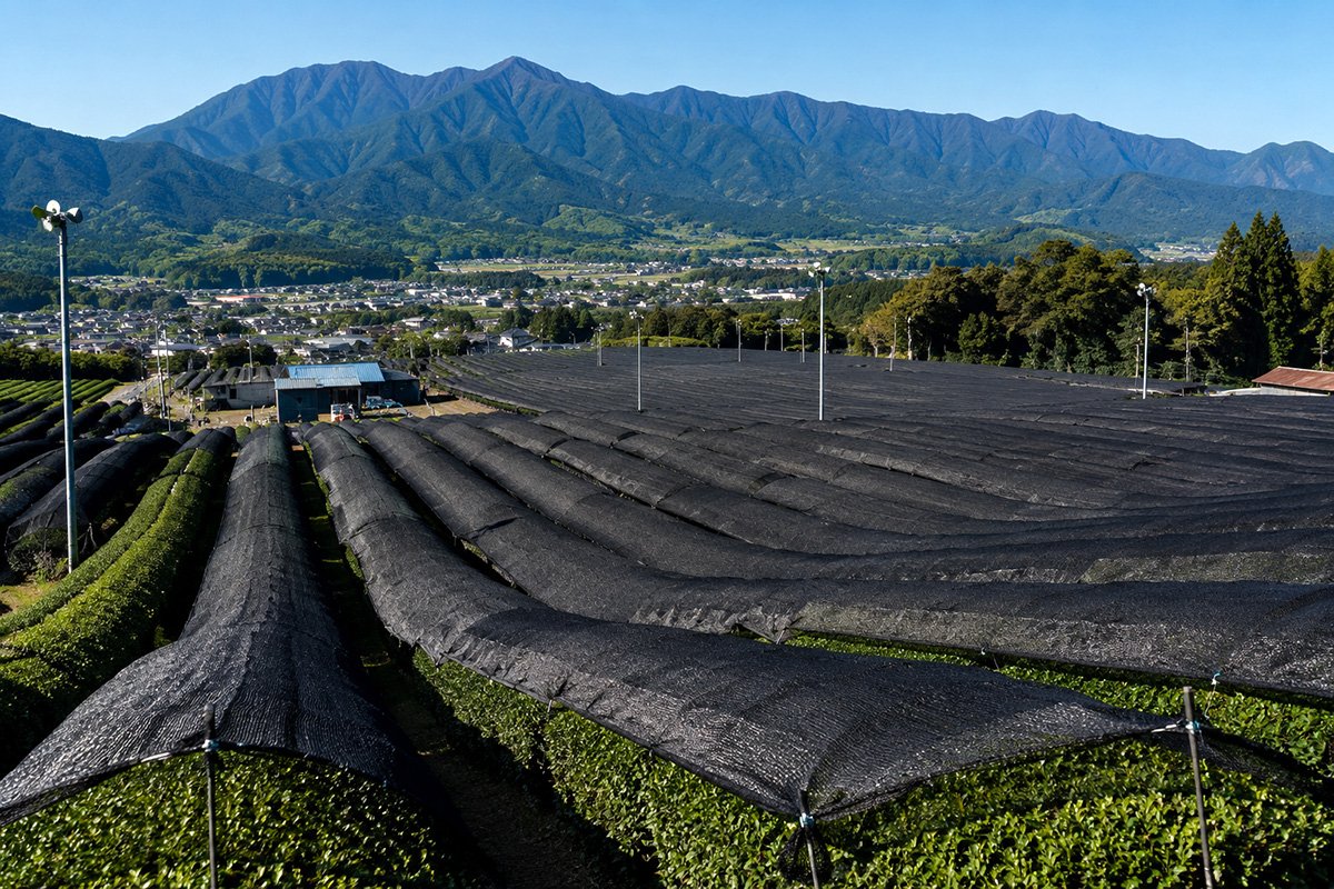 Mie has a long tradition of kabusecha and tencha production