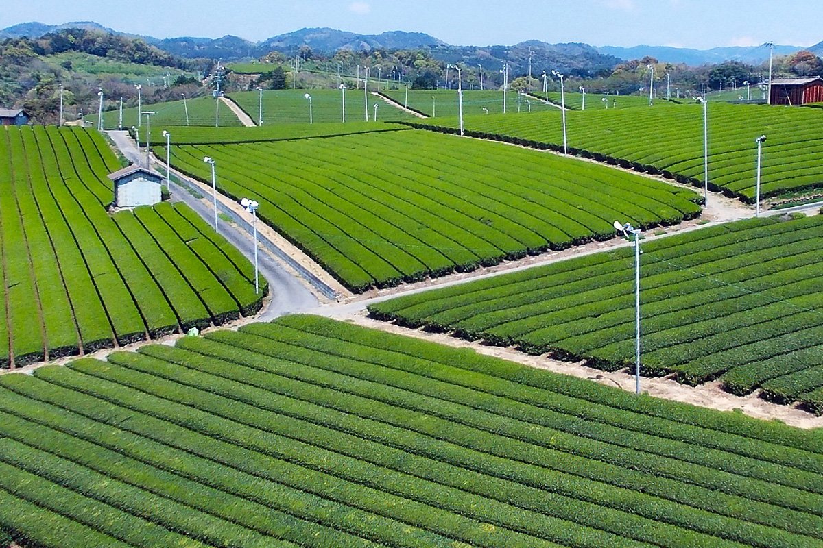 Yame is where Japan's finest gyokuro is made