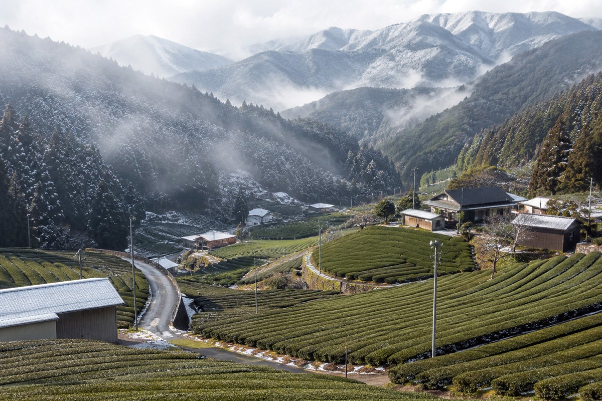 The cool climate near Yabe village delays budding