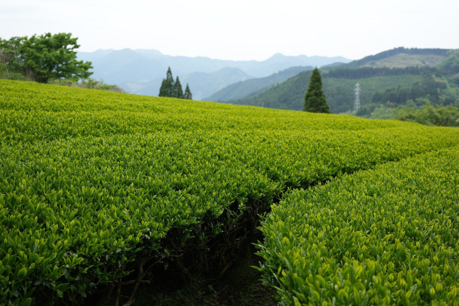 Rows of vibrant green tea plants growing across a mountain farm in Japan